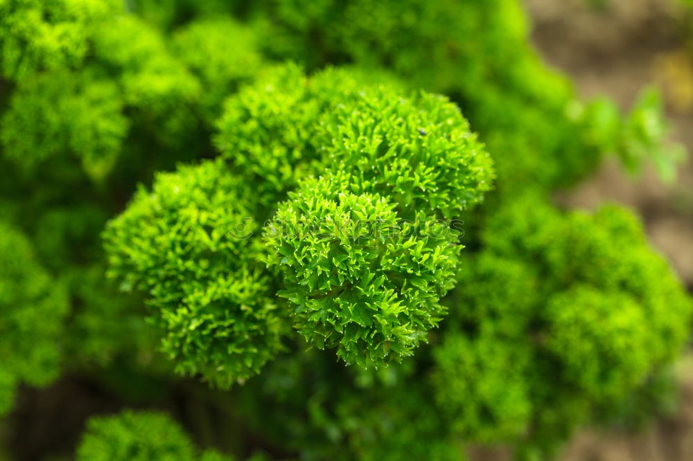 Foto Bild moos Baum grün Baumrinde