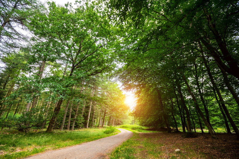 Similar – | steiniger weg Allee Baum