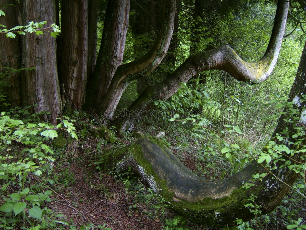 Similar – Image, Stock Photo tree fungus Nature Summer