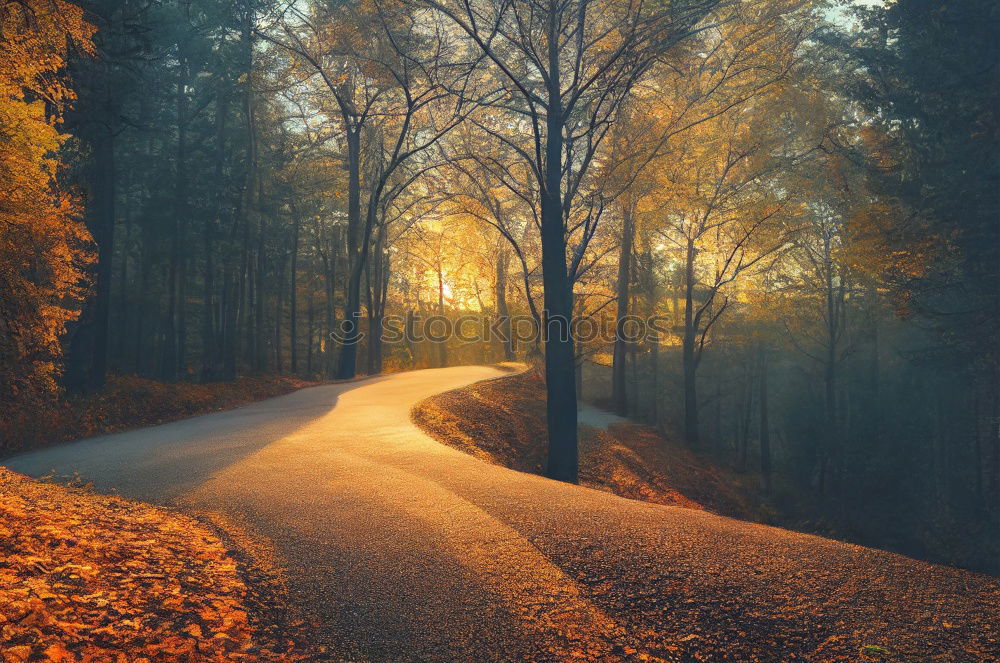 Similar – Image, Stock Photo Sunbeams in the forest