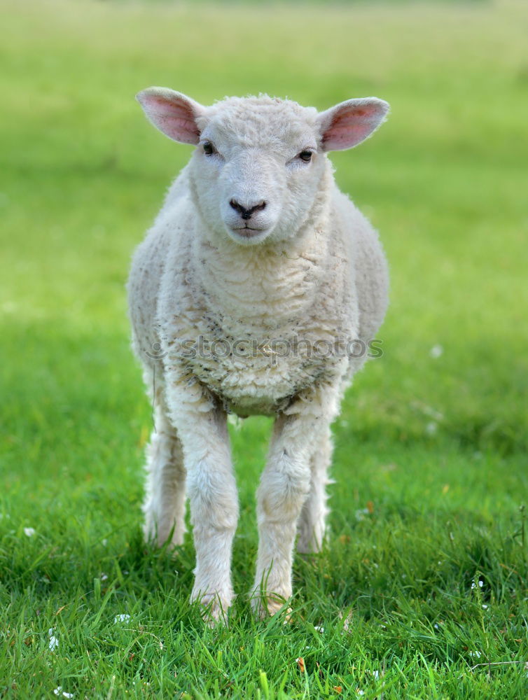 Similar – Lamb in the pasture Style