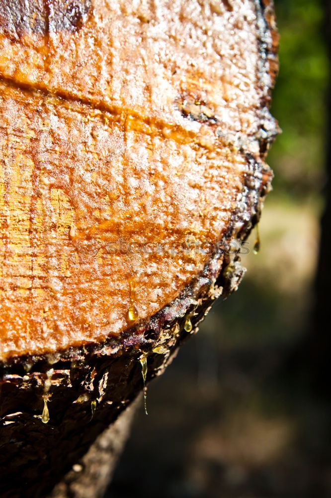 Similar – Image, Stock Photo wood Environment Nature