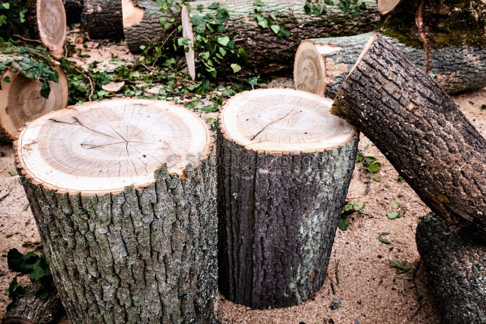 Similar – Holz vor der Hütte