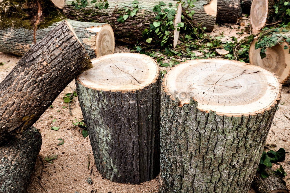 Similar – Holz vor der Hütte