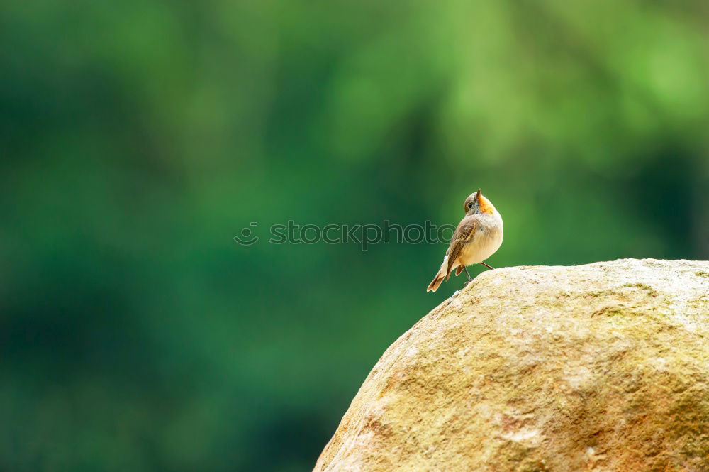 Similar – Image, Stock Photo Arrived at the viewpoint ( weevil ) 300.