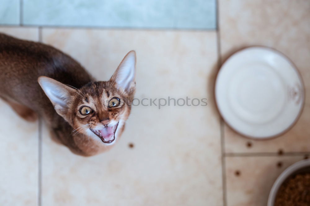 Similar – Image, Stock Photo cute small dog sitting and waiting to eat