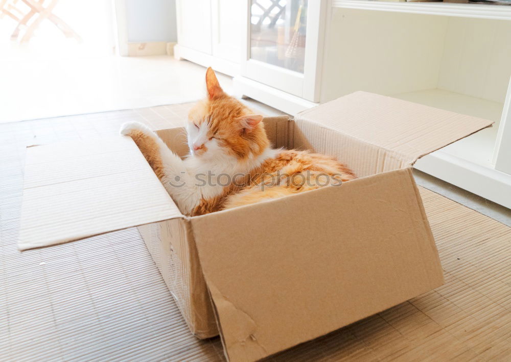 Similar – Beautiful grey cat sleeping in box. British kitten sleep