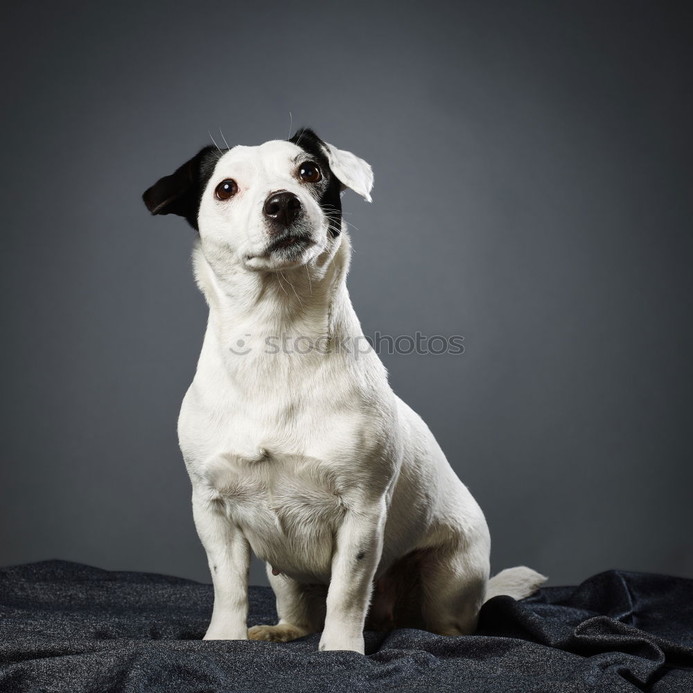 Similar – Image, Stock Photo Young Australian Shepherd puppy