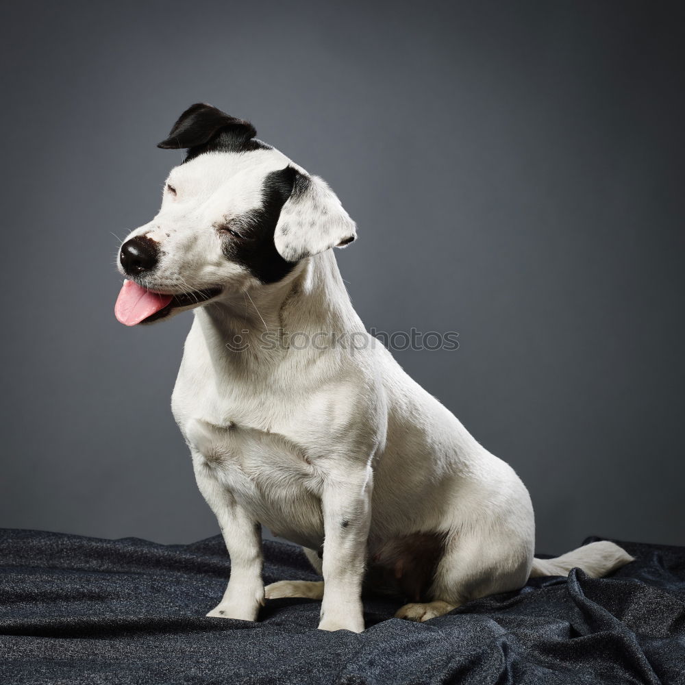 Similar – Image, Stock Photo Cute dog looking at camera