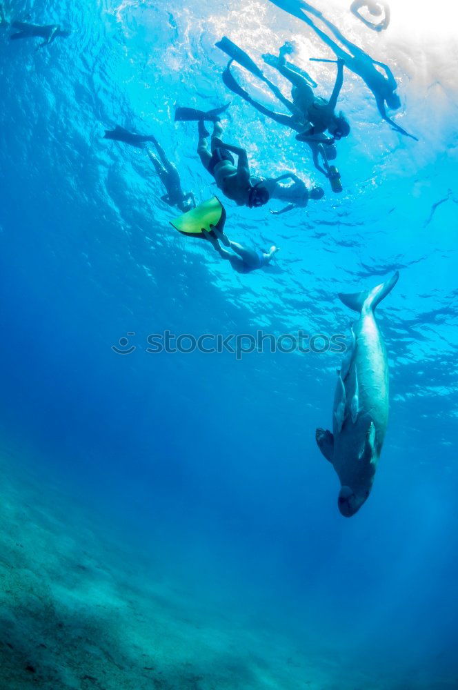 Similar – Dolphins in the reef Water