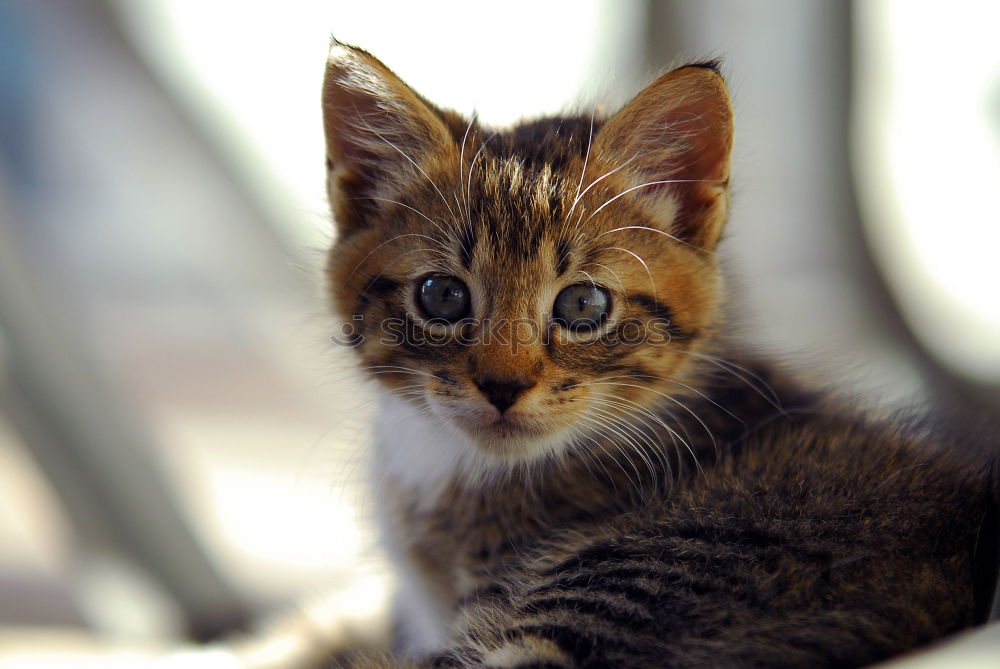 Similar – Kulleraugenkätzchen Katze