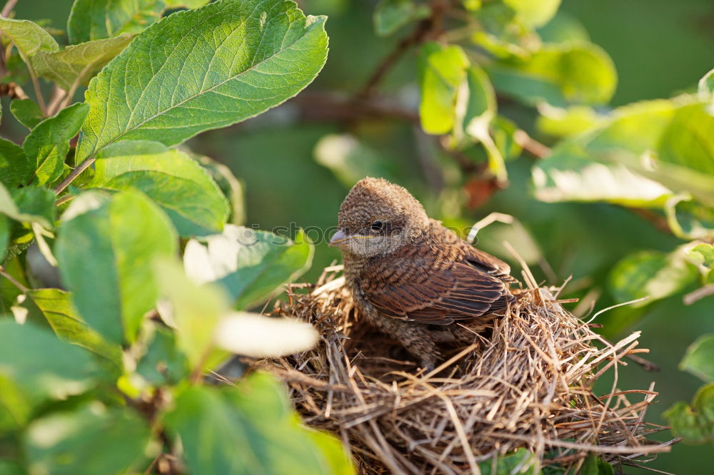 Similar – Image, Stock Photo Blackbird-females-over-chick-bag_MG_1748