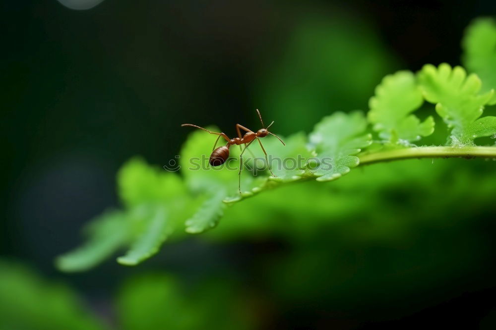 Similar – Image, Stock Photo Lord Longleg Environment