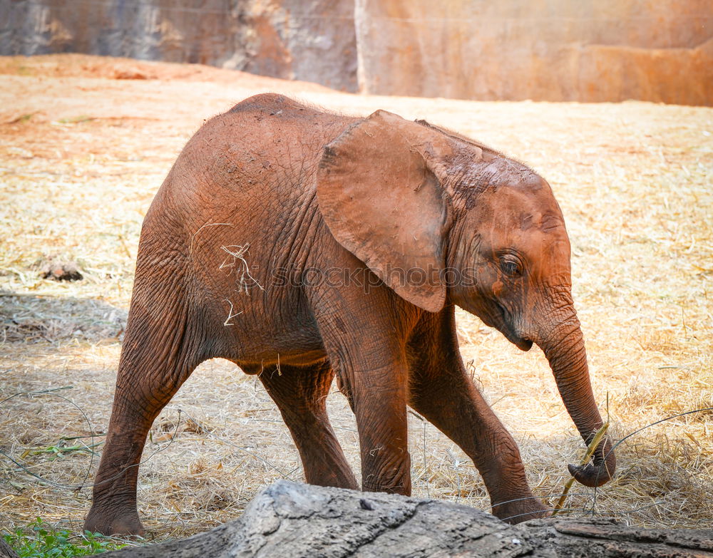 Similar – Foto Bild eli park Zoo Tier Elefant