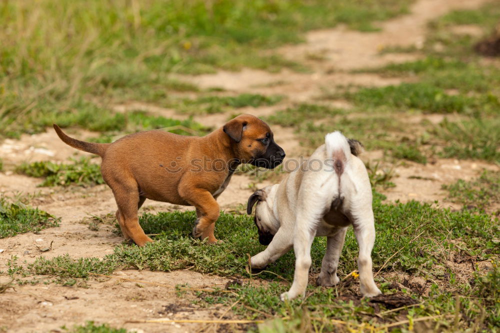 Similar – shepherd puppies playing in sunset light