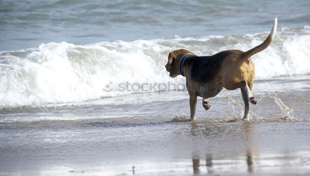 WaveDog Hund Labrador