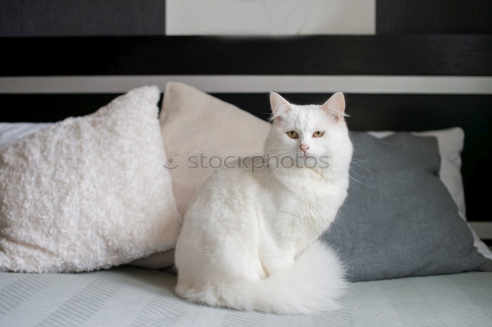 Similar – Self-confident Animal Cat