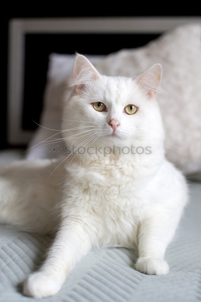 Similar – Foto Bild fino Tier Haustier Katze