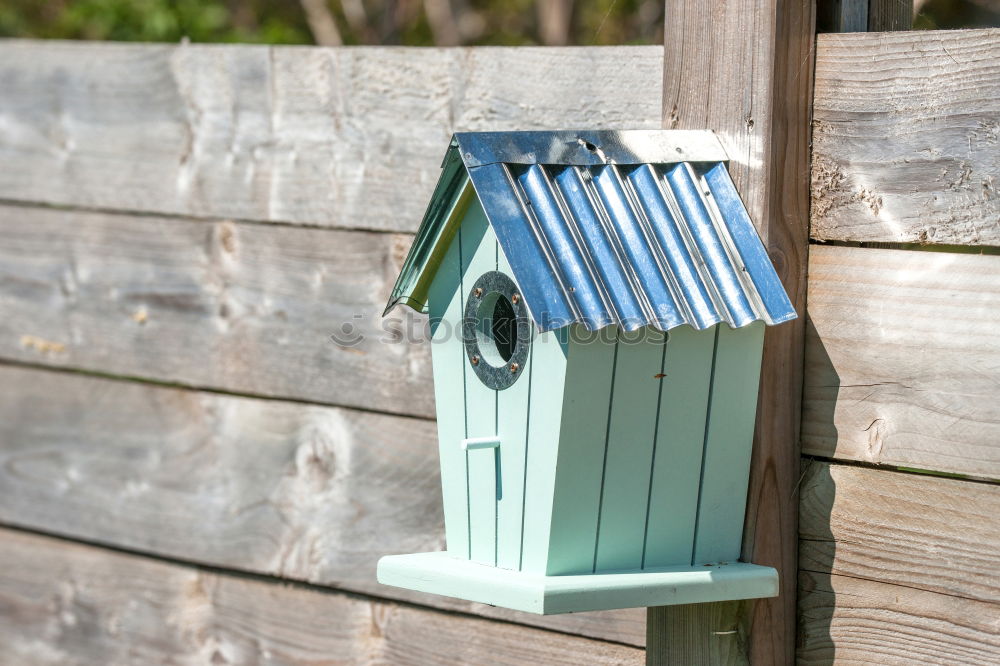 Similar – Image, Stock Photo Eurasian blue tit (Cyanistes caeruleus) and DIY nest box