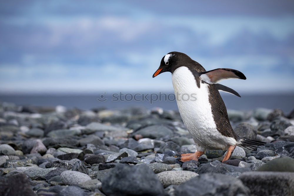 Similar – Arctic penguins Nature