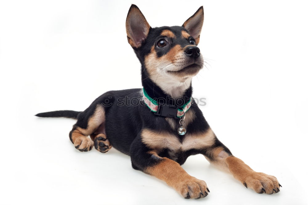 Similar – Image, Stock Photo Puppy looking at camera. Lovely gray Mini pinscher.