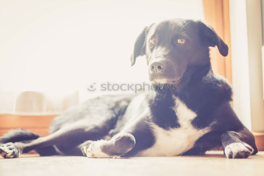 Similar – Hungry dog in front of an empty dog bowl