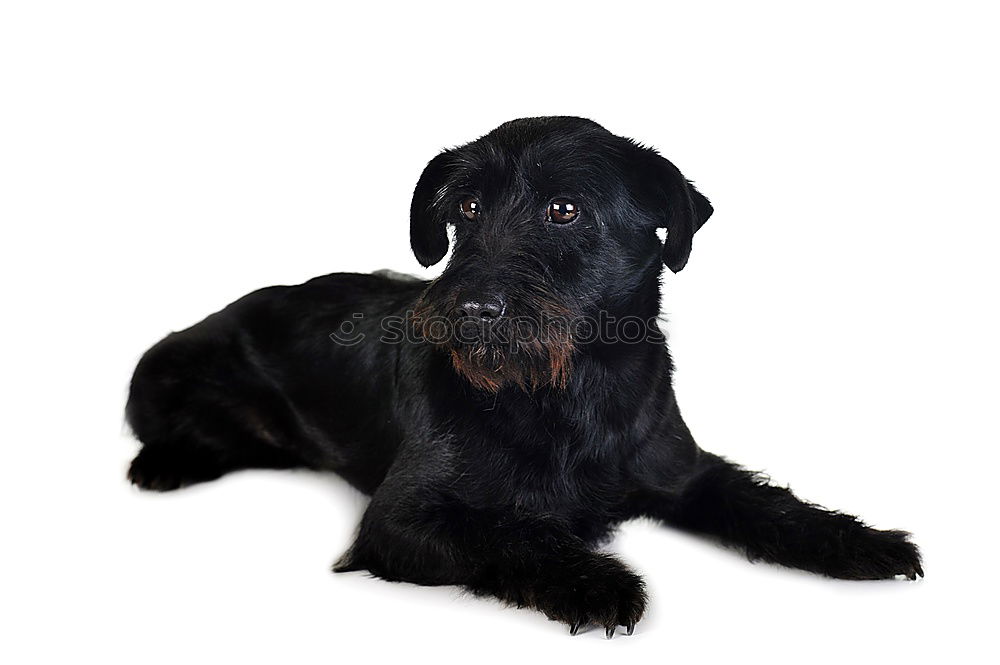 Similar – lia Black Labrador Dog Pet