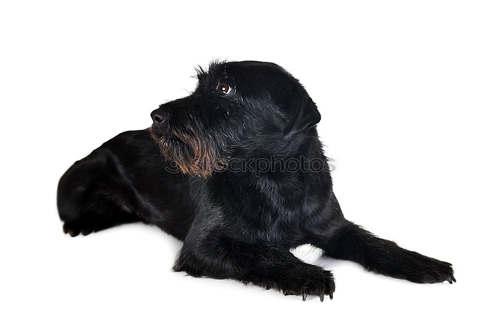 Similar – lia Black Labrador Dog Pet