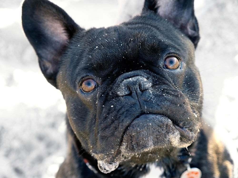 Similar – Boston Terrier Park Animal