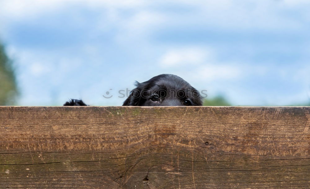 Similar – A nosy neighbor peers over a garden fence. Looking through binoculars.