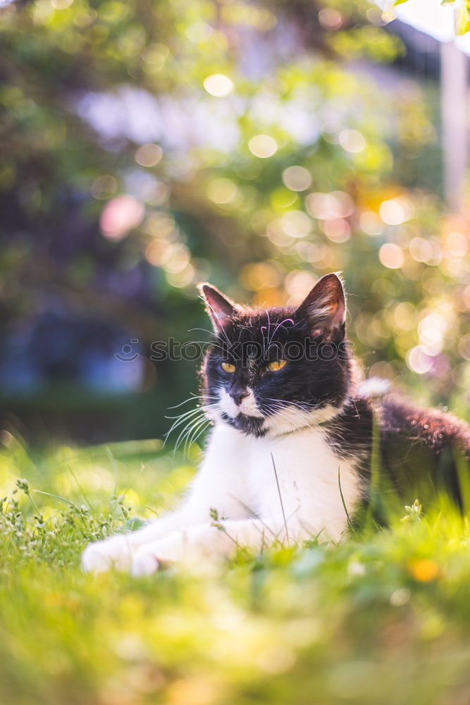 Similar – Image, Stock Photo Cat Lola in the garden