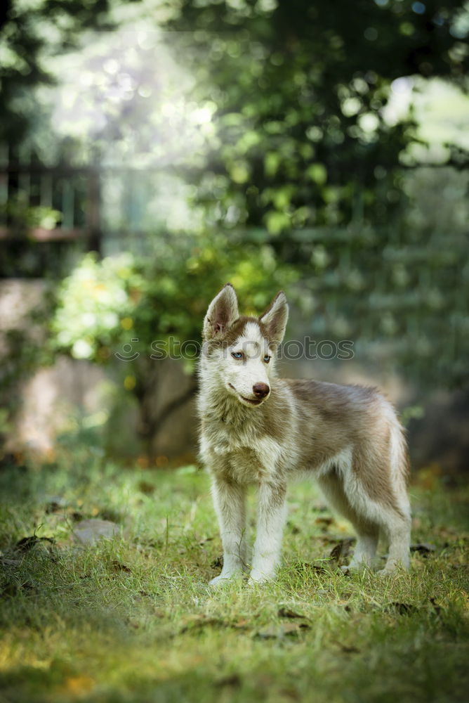 Similar – Image, Stock Photo swirly dog Environment