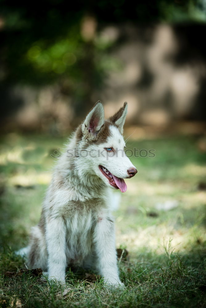 Similar – Image, Stock Photo swirly dog Environment