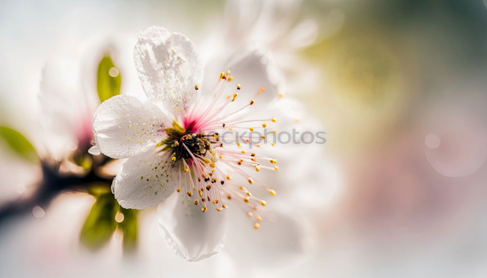 Similar – Image, Stock Photo Spring