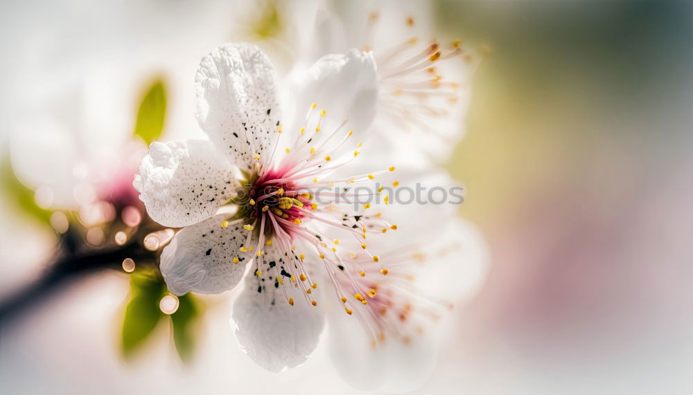 Similar – Image, Stock Photo Spring