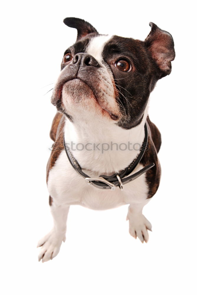 Similar – Boston Terrier Studio Portrait