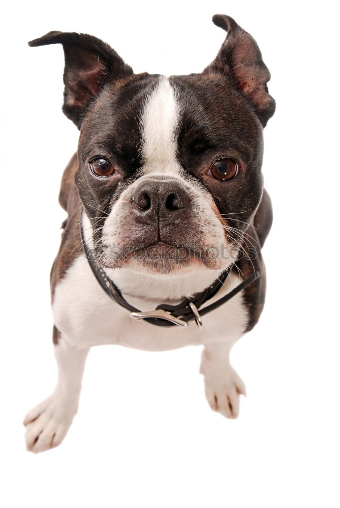 Similar – Boston Terrier Studio Portrait