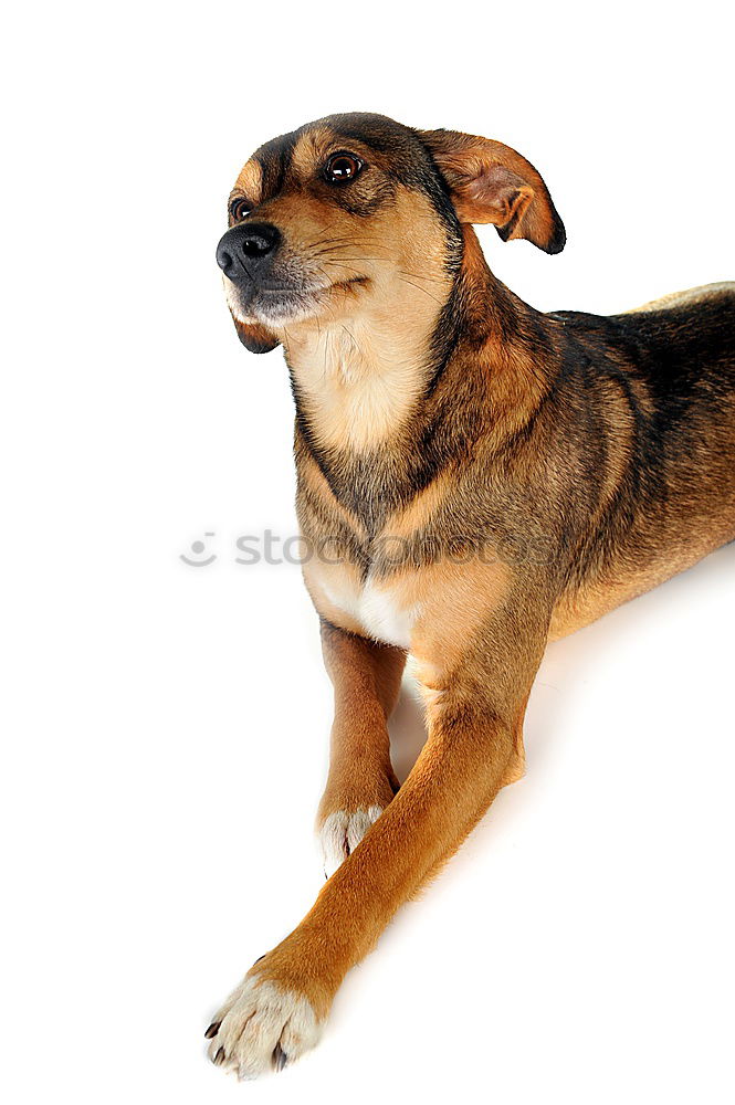 Similar – Image, Stock Photo shadow dog Dog Animal