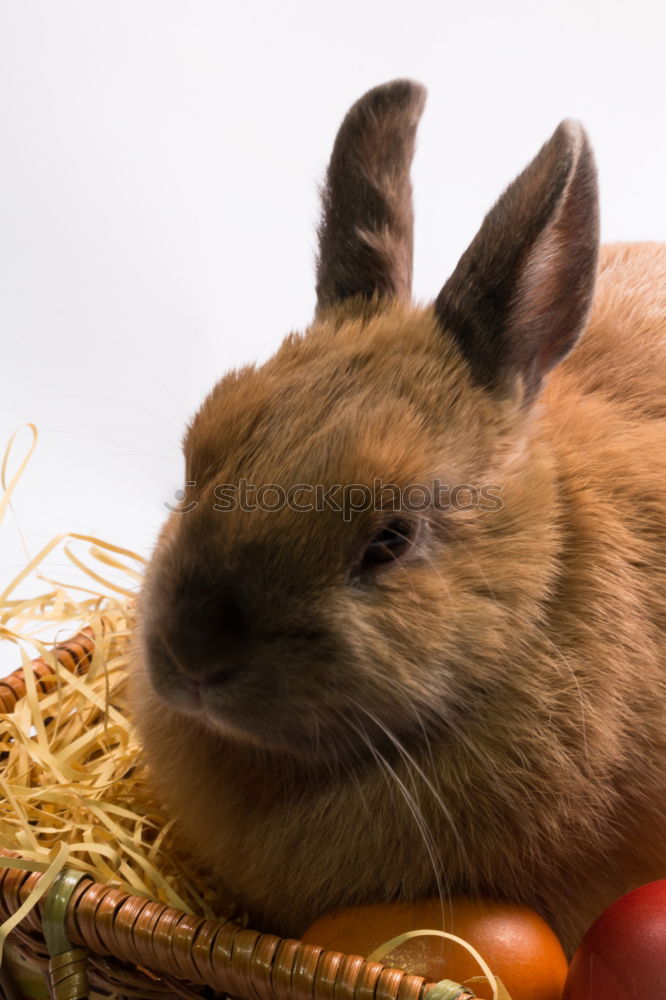 Similar – Foto Bild Hase beim fressen Haustier