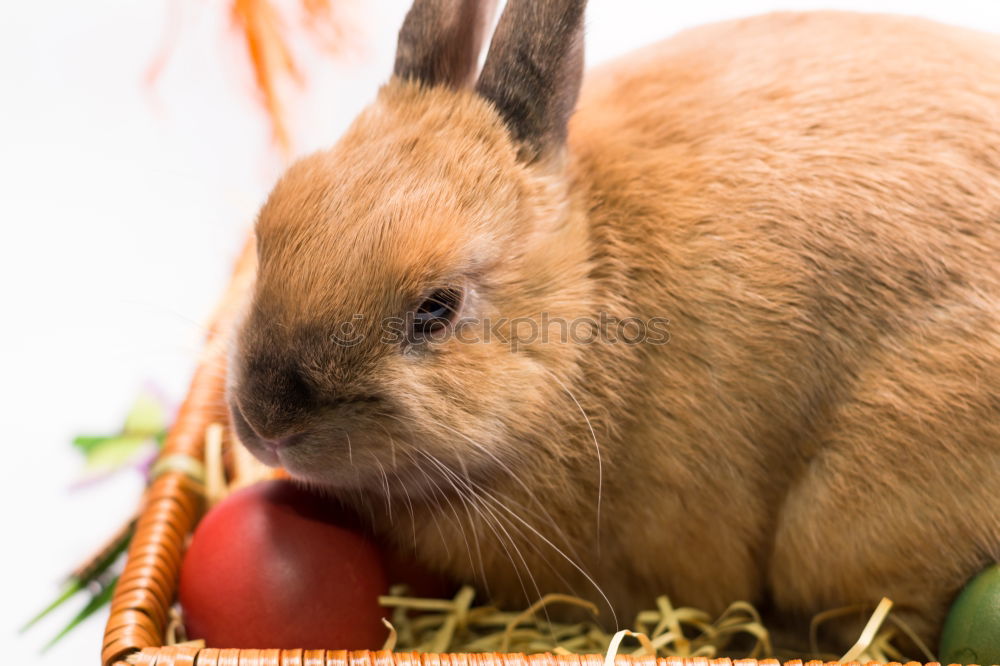 Similar – Foto Bild Hase beim fressen Haustier