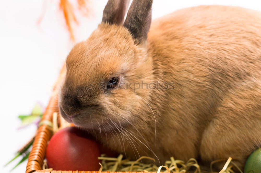 Similar – Foto Bild Hase beim fressen Haustier