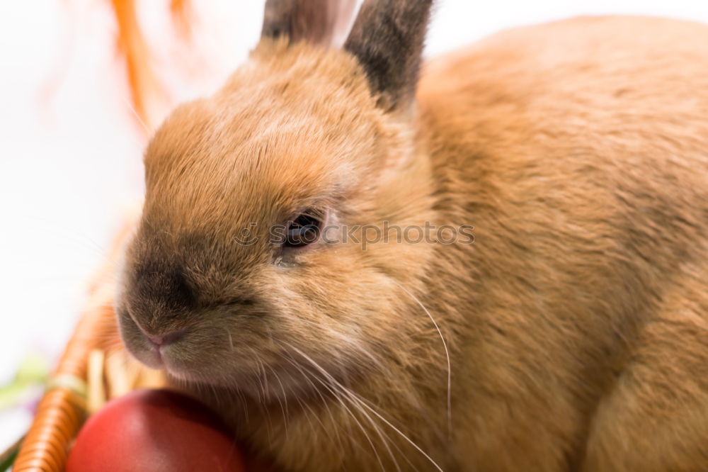 Similar – Foto Bild Hase beim fressen Haustier