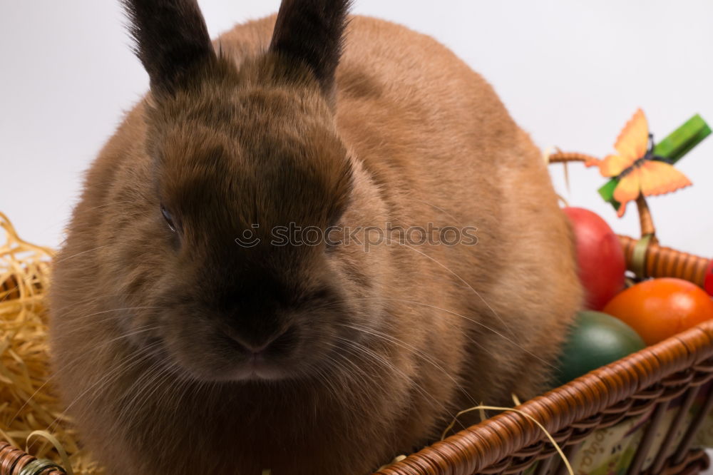 Similar – Image, Stock Photo Little hare and chicken eggs