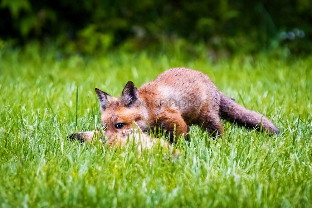 Image, Stock Photo fox Fox Animal Nature