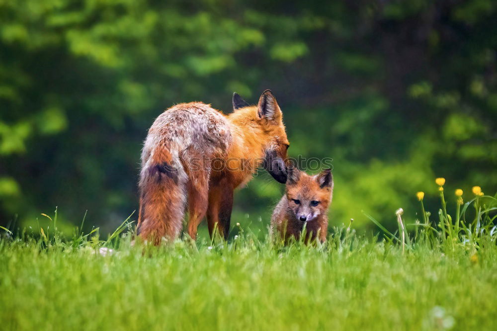 Similar – Kuhmutter blickt auf ihr Kalb