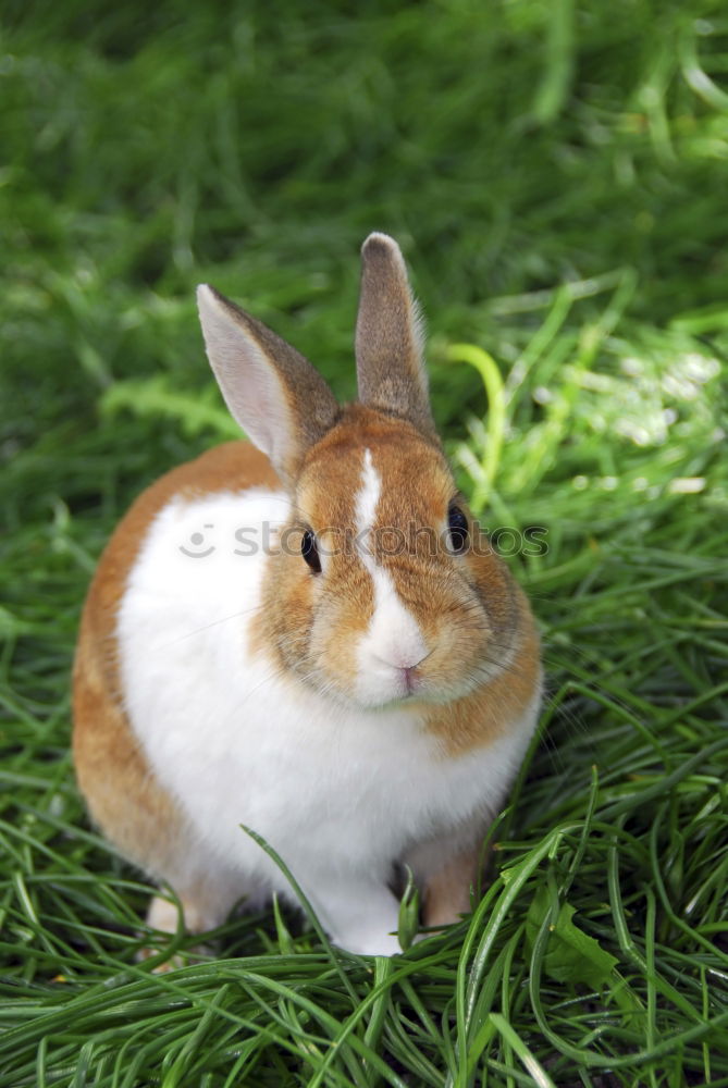 Similar – Image, Stock Photo proud mother hare Girl Arm