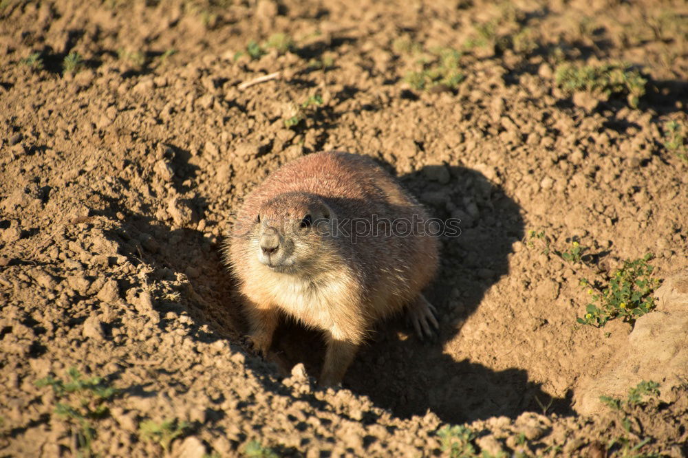 Similar – wild boars Nature Animal