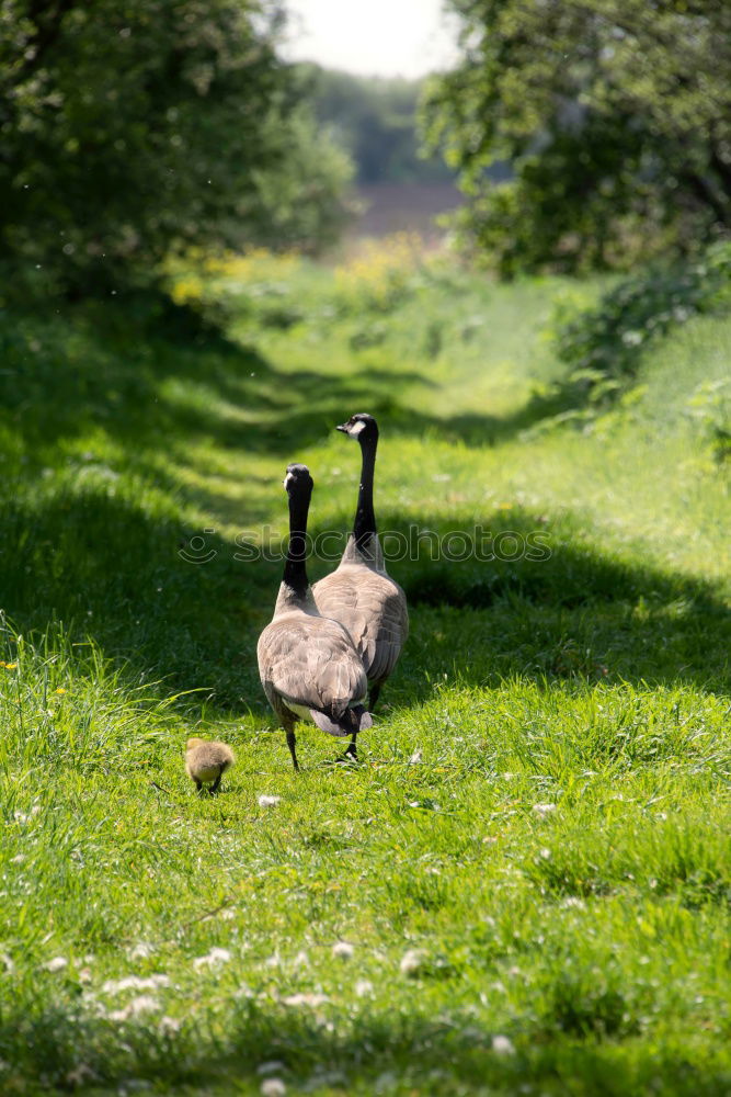 Similar – Foto Bild Siesta auf der Wiese Natur