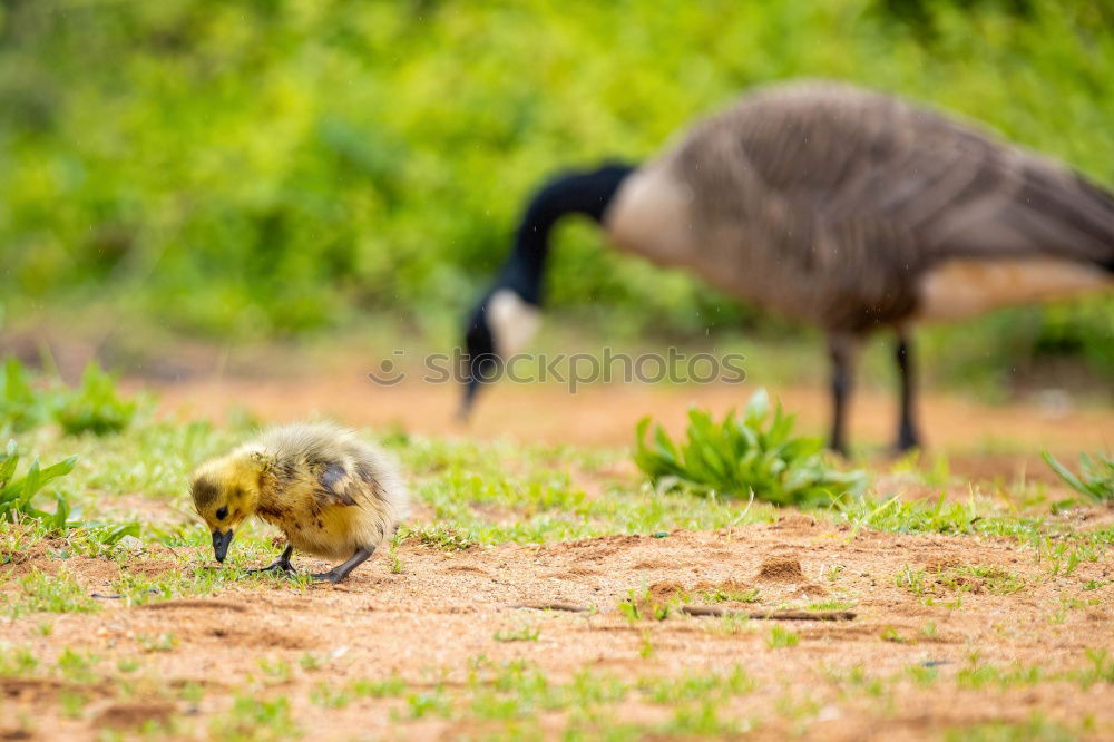 Similar – Sonntagsspaziergang Umwelt