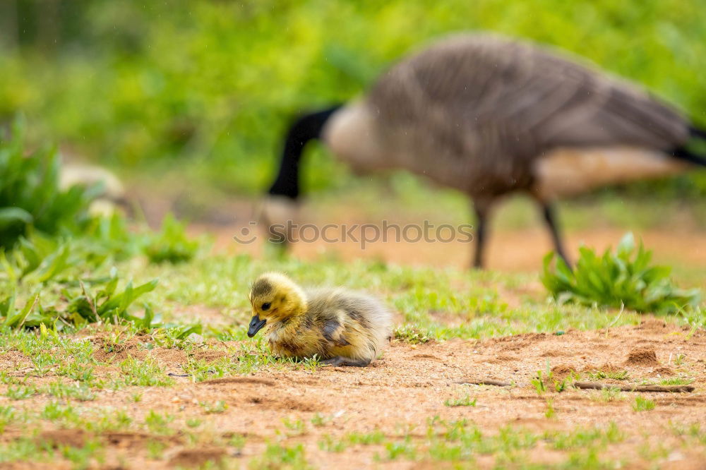 Similar – Image, Stock Photo Chickens looking for food in a farm yard